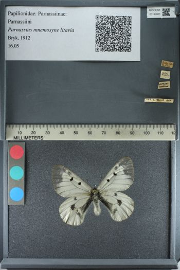 Media type: image;   Entomology 180001